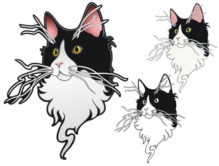 Tuxedo cat with whacky whiskers