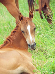 lying arabian foal  in the meadow