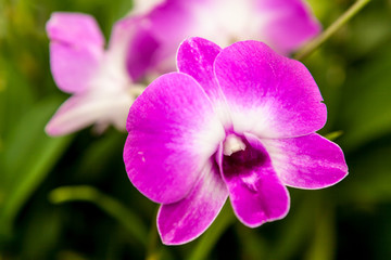 Purple white orchid flower