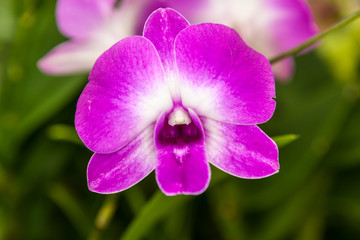 Purple white orchid flower