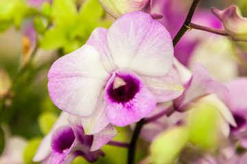 White purple orchid flowers