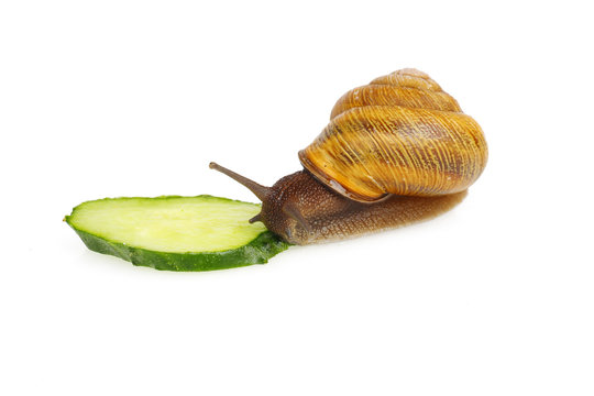 Snail eating cucumber