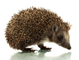 Hedgehog, isolated on white