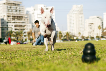 Fototapeta na wymiar Bull Terrier Running for Chew Toy in Park