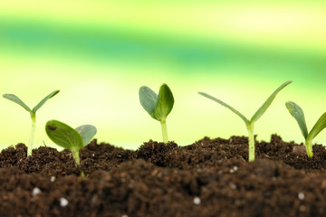 Green seedling growing from soil.on bright background