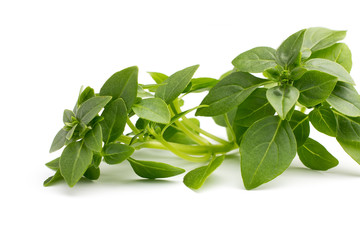 Basil.