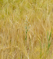 Oat branch in a wheat field