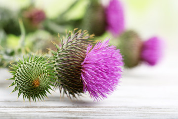 Thistle flowers on nature background