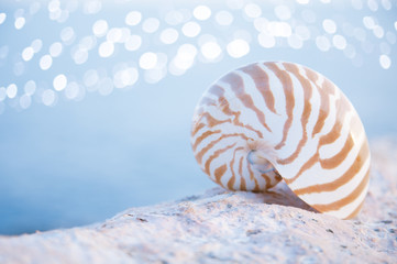 nautilus seashell sand on sunrise and ocean