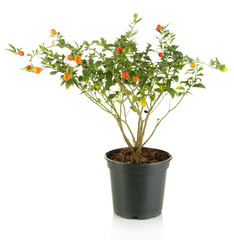 Decorative tree with fruits in pot isolated on white