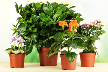 Beautiful flowers in pots on wooden table on natural background