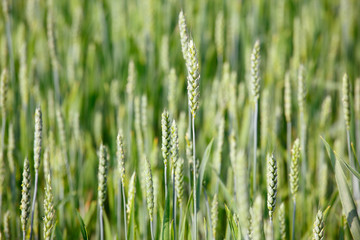 Fototapeta premium ears of corn in a field
