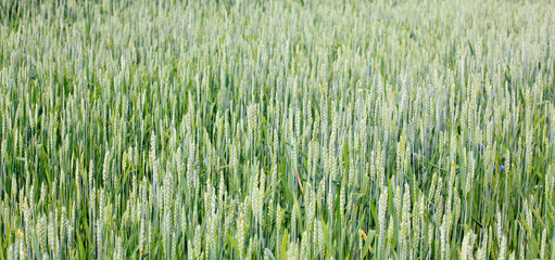 ears of corn in a field © wolf139