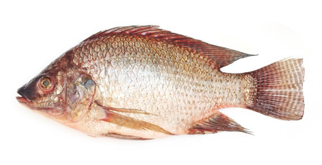fresh raw Tilapia fish on white background