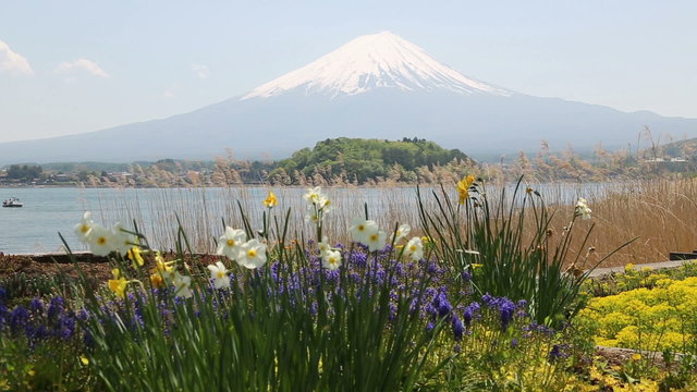 河口湖からみた富士山とお花畑