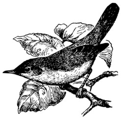 Bird Blyth's Reed Warbler