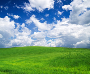 Obraz premium green field