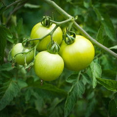 Branch of new crop green tomatoes growing at outdoor garden