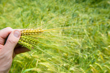 ears of corn in farmers hand