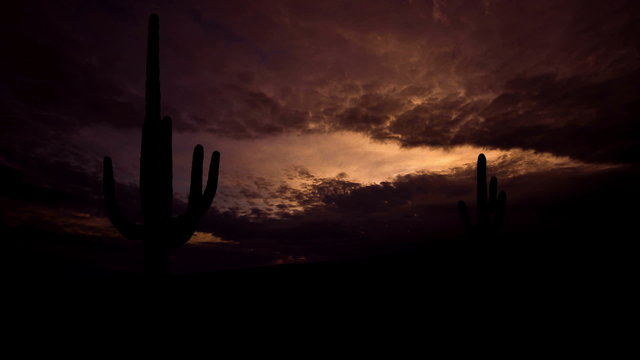 Arizona Saguaro dusk