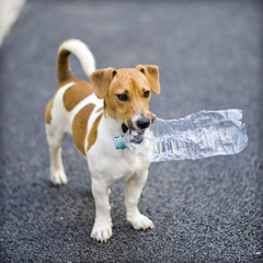 Chien et bouteille en plastique