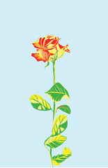 Rote Rose auf blauem Grund