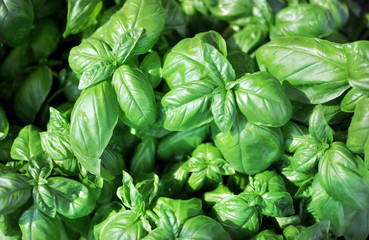 Fototapeta na wymiar Zielone liście świeżej bazylii, składnik włoskiego pesto