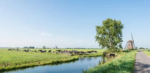Fotobehang Grazing black and white cows in the Netherlands © Ruud Morijn