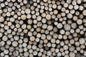 Holzstapel im Wald mit Rundhölzern