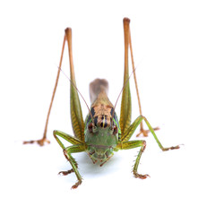 Female of grasshopper on white