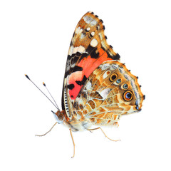 Obraz premium Painted Lady (Vanessa cardui) isolated on white