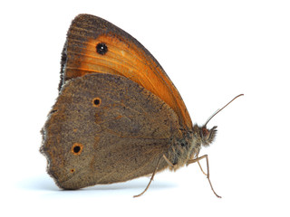 Fototapeta premium Small Heath buttrefly (Coenonympha pamphilus) on white