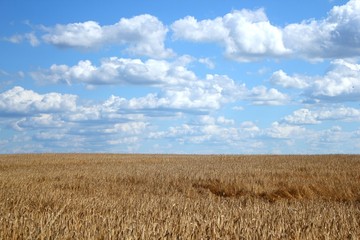 Wheat field and blue sky with clouds