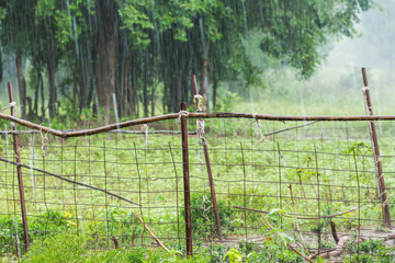 Raining in farm