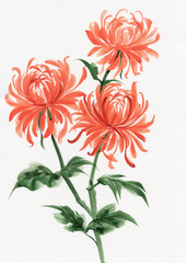 Naklejka premium Orange chrysanthemum