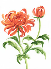 Orange chrysanthemum