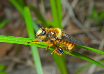 Haired fly 8