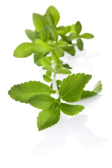 Stevia sugar leaf isolated.