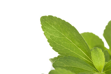 Fototapeta premium Stevia, sweetleaf.