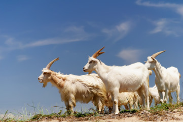 A herd of domestic goats © olegnerobov