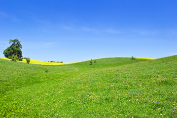 Pasture,trees,canola crops on the background of the blue sky