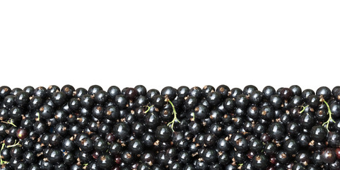 Black currant isolated on a white background.
