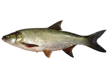 asp predatory freshwater fish on white background - 54470560