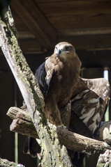 Golden eagle