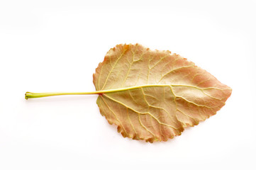 Leaves on the white background