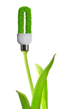 eco energy bulb isolated on white