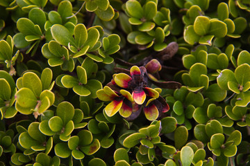 Planta y hojas de Gayuba