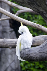 Sulphur-crested Cockatoo