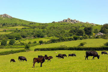 Dartmoor national park animals Devon England UK