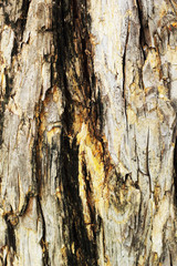 Old wood background